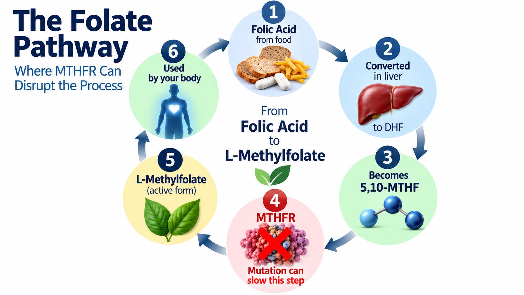 The Folate Pathway: where MTHFR can disrupt the process. Folic acid from food is converted in the liver to DHF, becomes 5,10-MTHF, passes through the MTHFR step (where a mutation can slow the process), becomes L-methylfolate (the active form), and is used by your body.